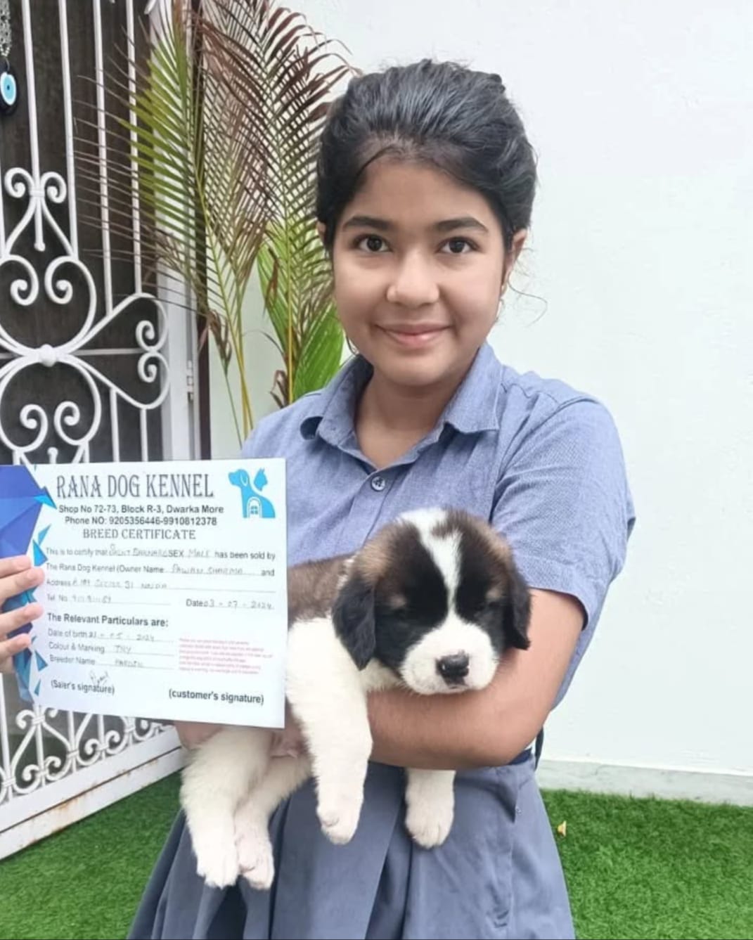 Husky puppy India